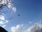 Spostamento alberi tramite elicottero